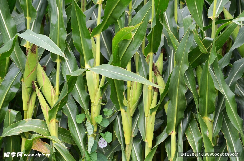 玉米田中的成熟玉米植株