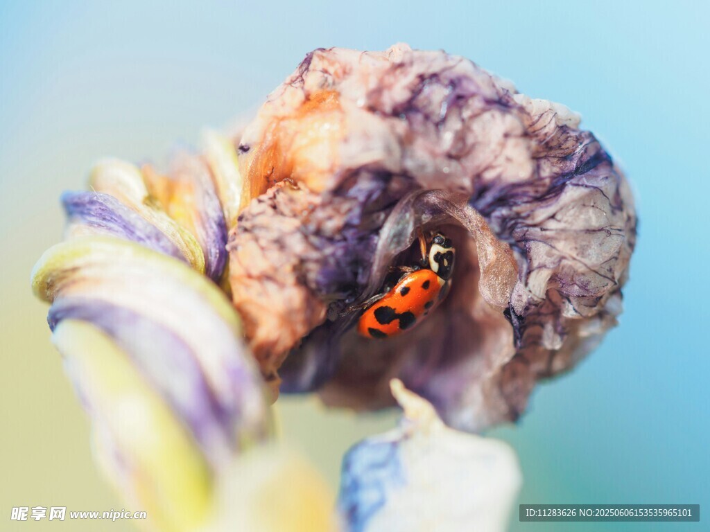 瓢虫藏于花中