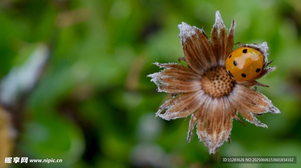 花蕊上的瓢虫