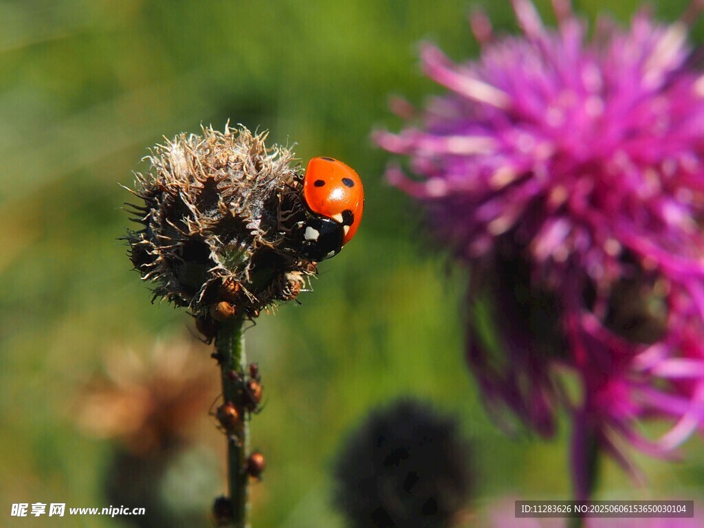 瓢虫栖于花草间