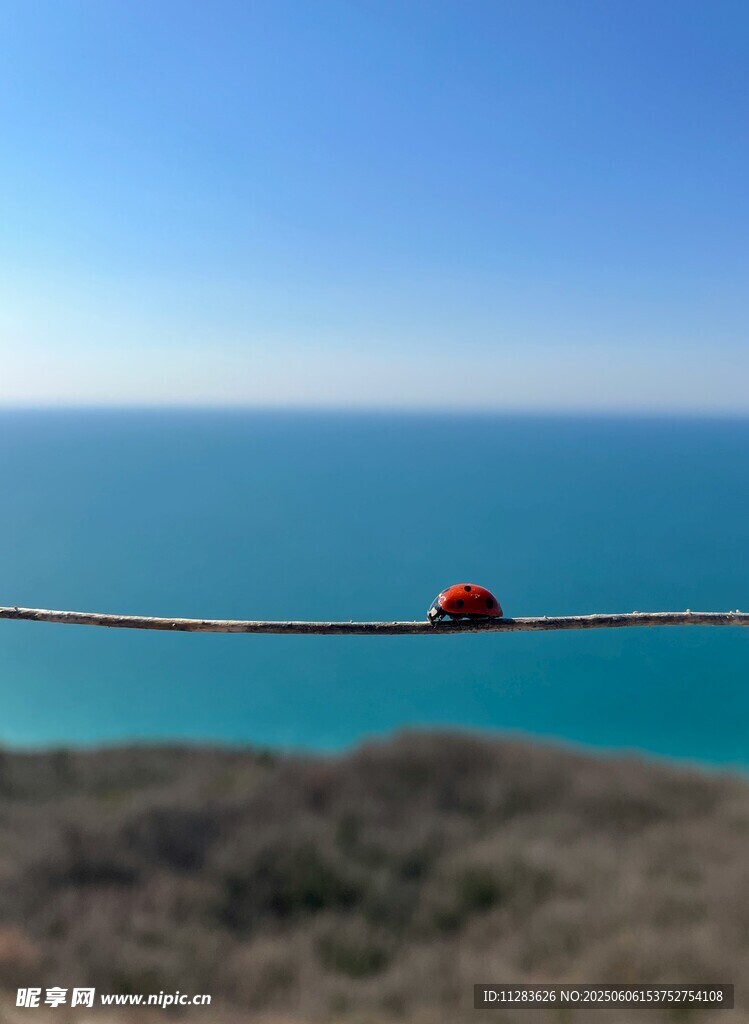 瓢虫
