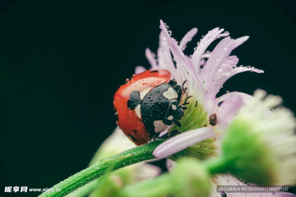 瓢虫栖于淡紫色花朵上