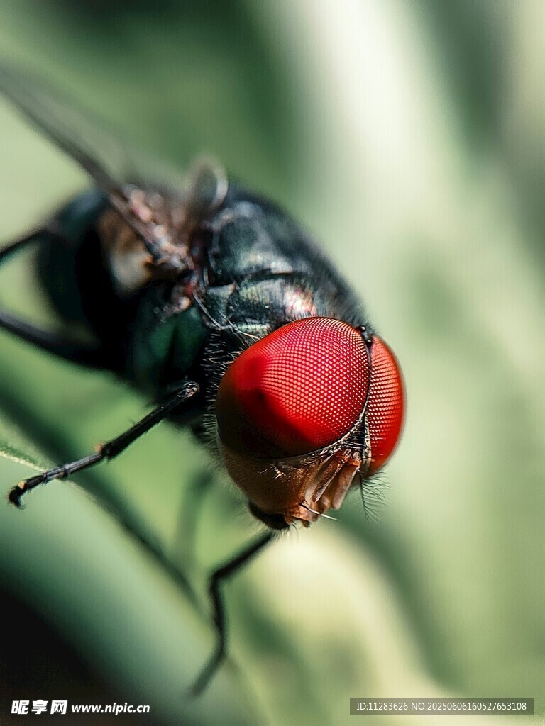 微距下的红眼苍蝇特写