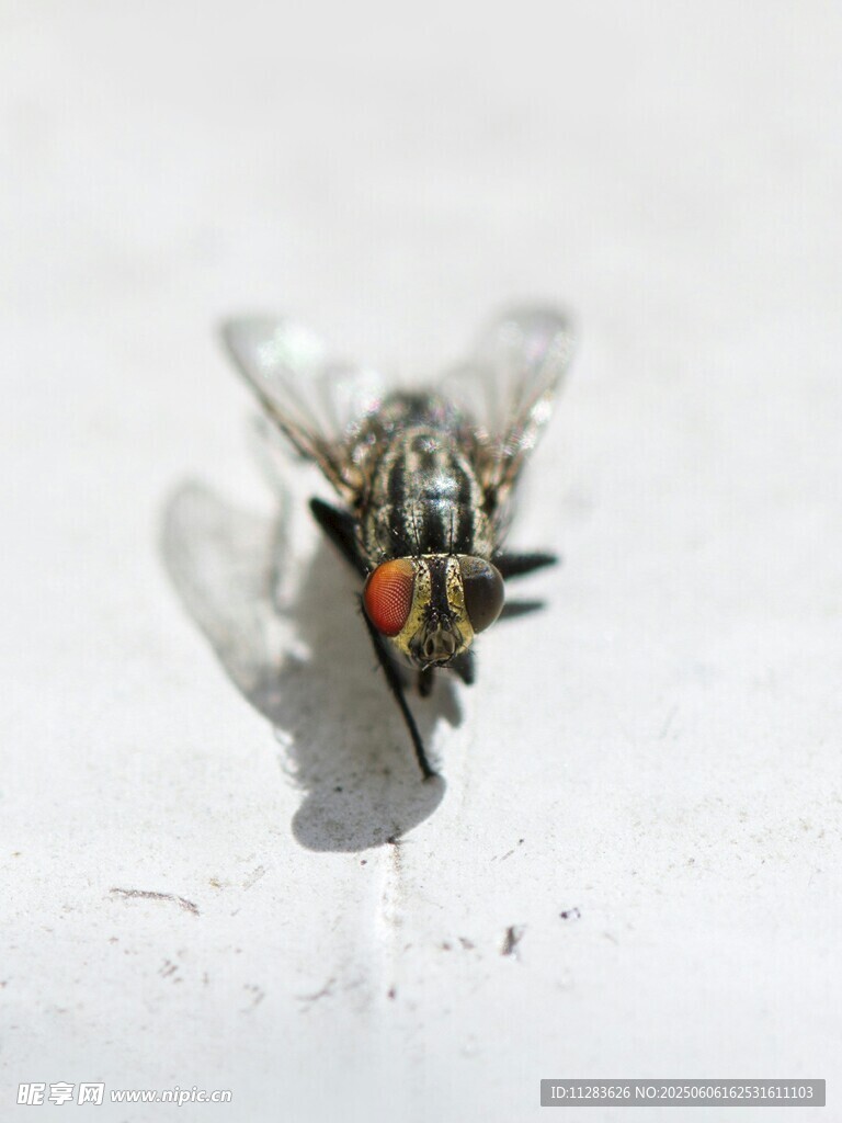 苍蝇