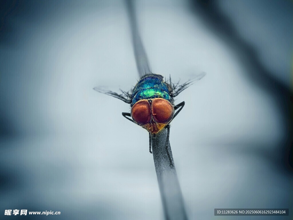 多彩苍蝇特写