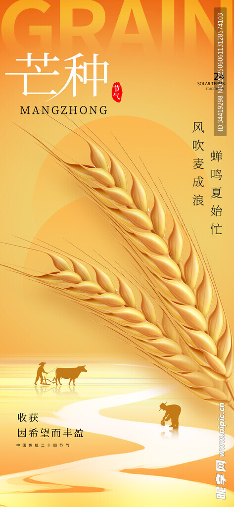 芒种时节麦田景象