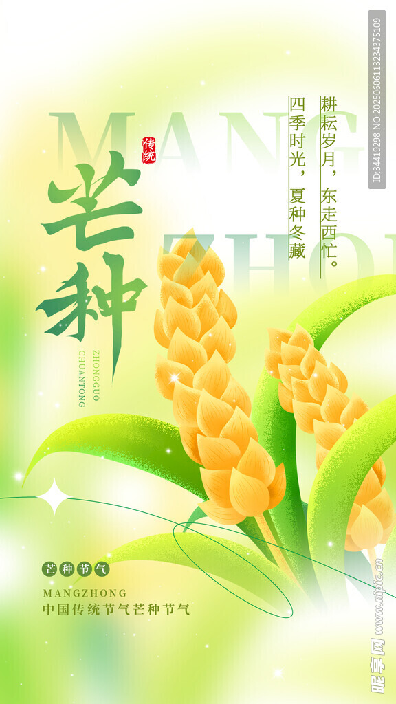 芒种时节麦穗金黄景象