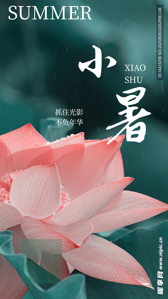 小暑时节绽放的娇艳荷花