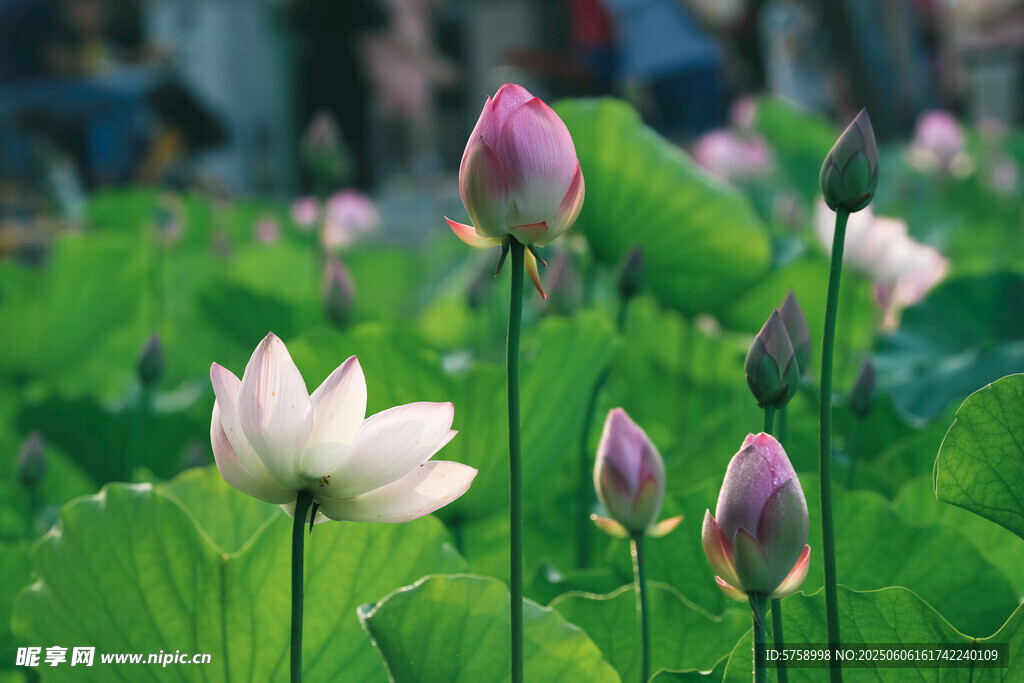 夏日荷塘中荷花