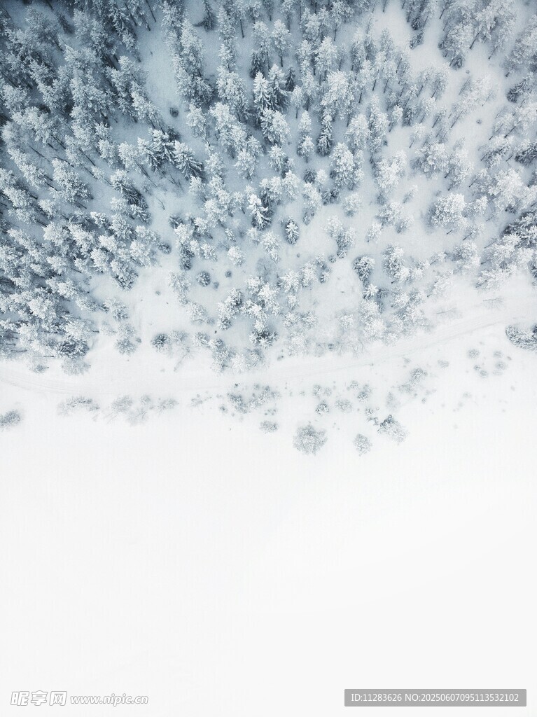 冬日雪景中的茂密树林