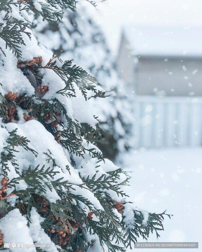 雪覆枝头的冬日景象