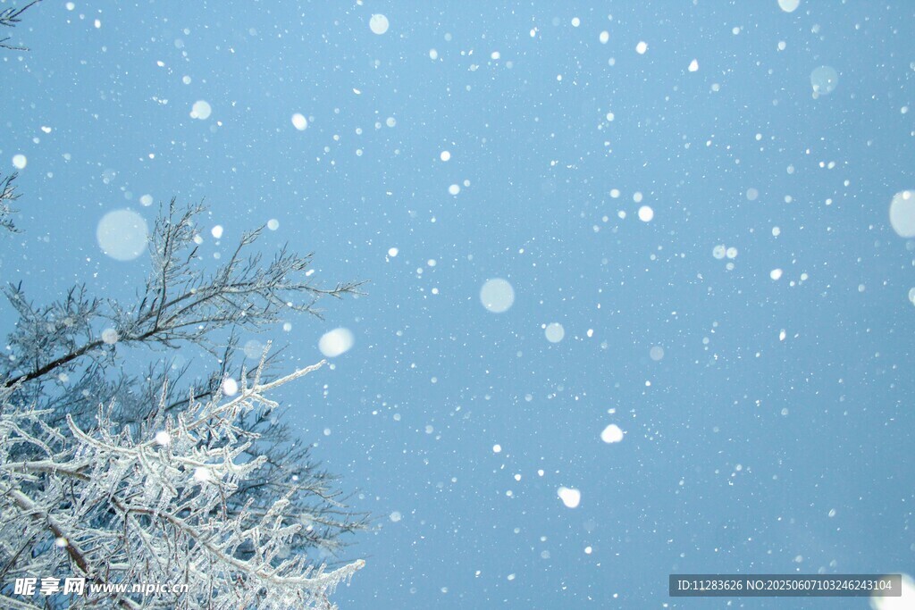 飘雪的冬日树枝景象