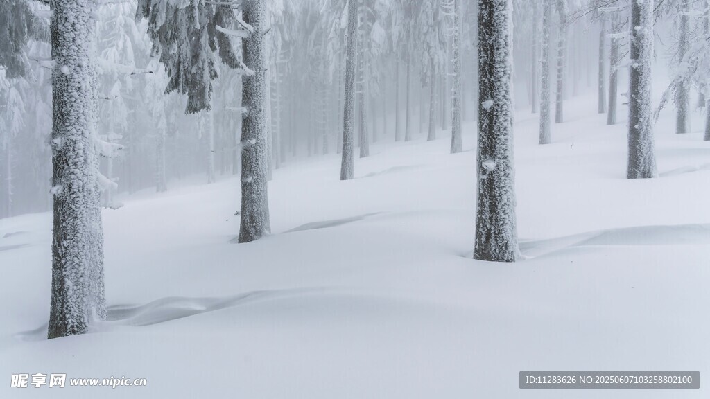 雪覆树林冬日静谧景象