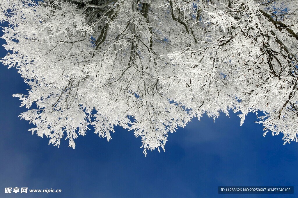 雪覆树枝映蓝天