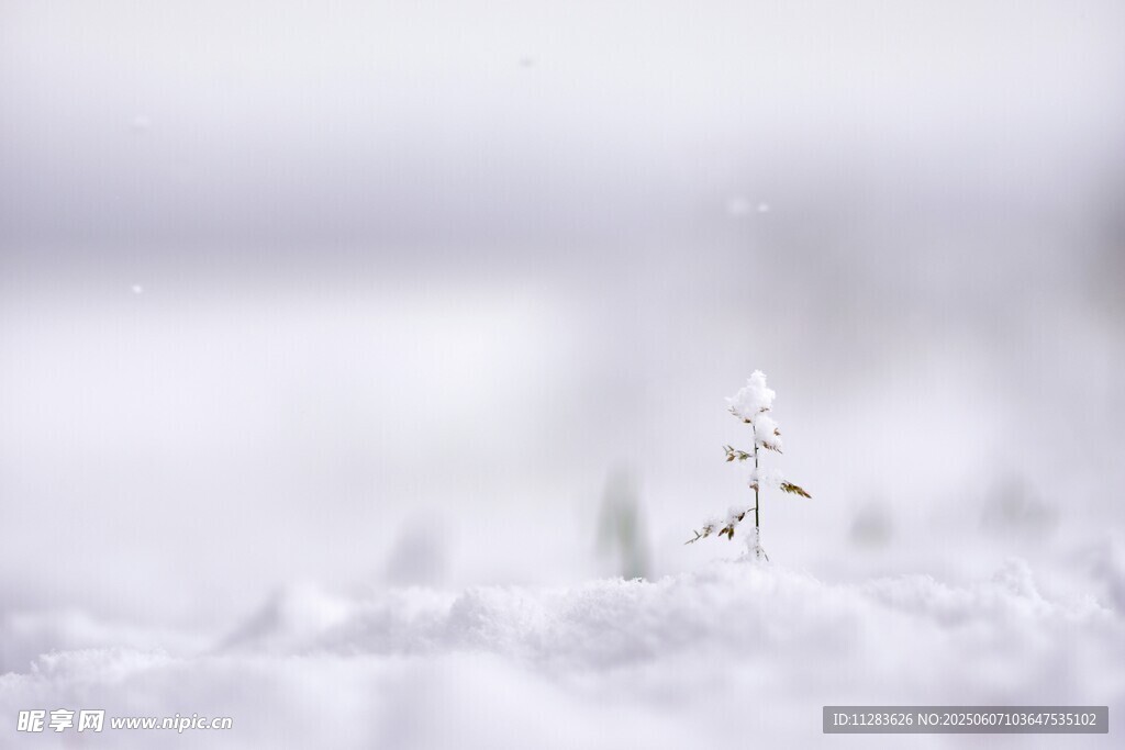 雪地中的孤独小树