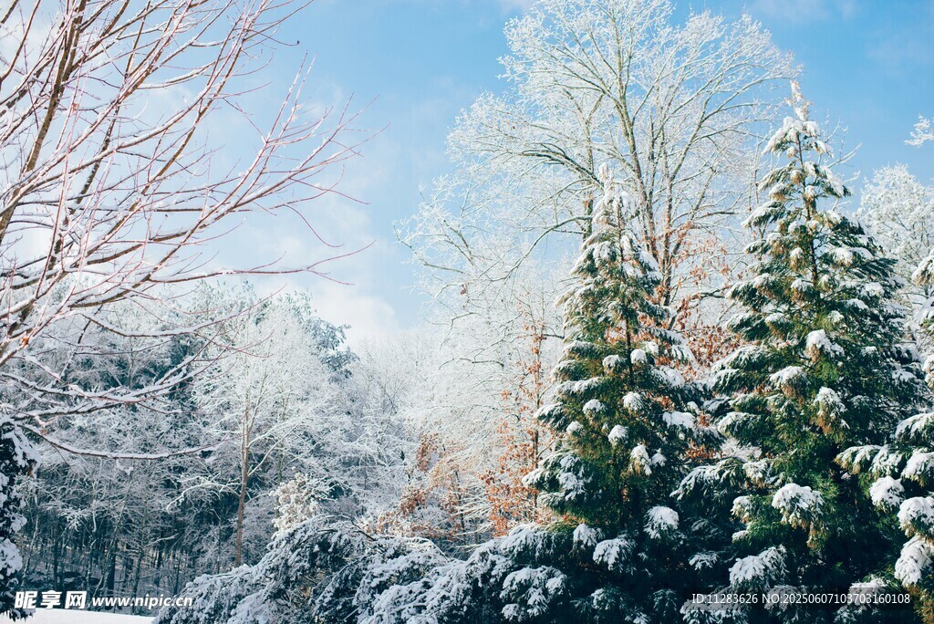 冬日雪景中的银装素裹树木