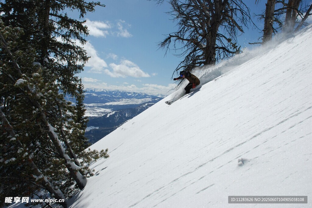 雪坡林间滑雪者英姿