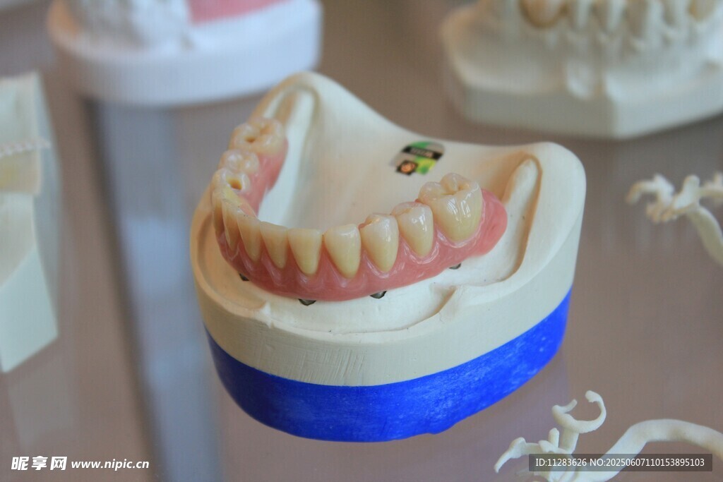 牙齿模型展示