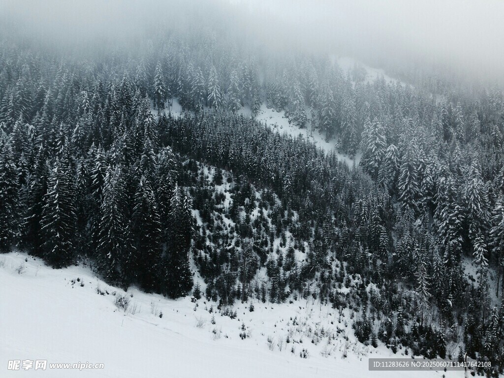 雪覆山林 雾气弥漫之景