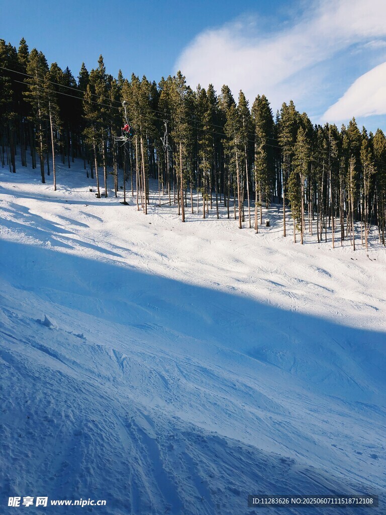 冬日雪野中的松林美景