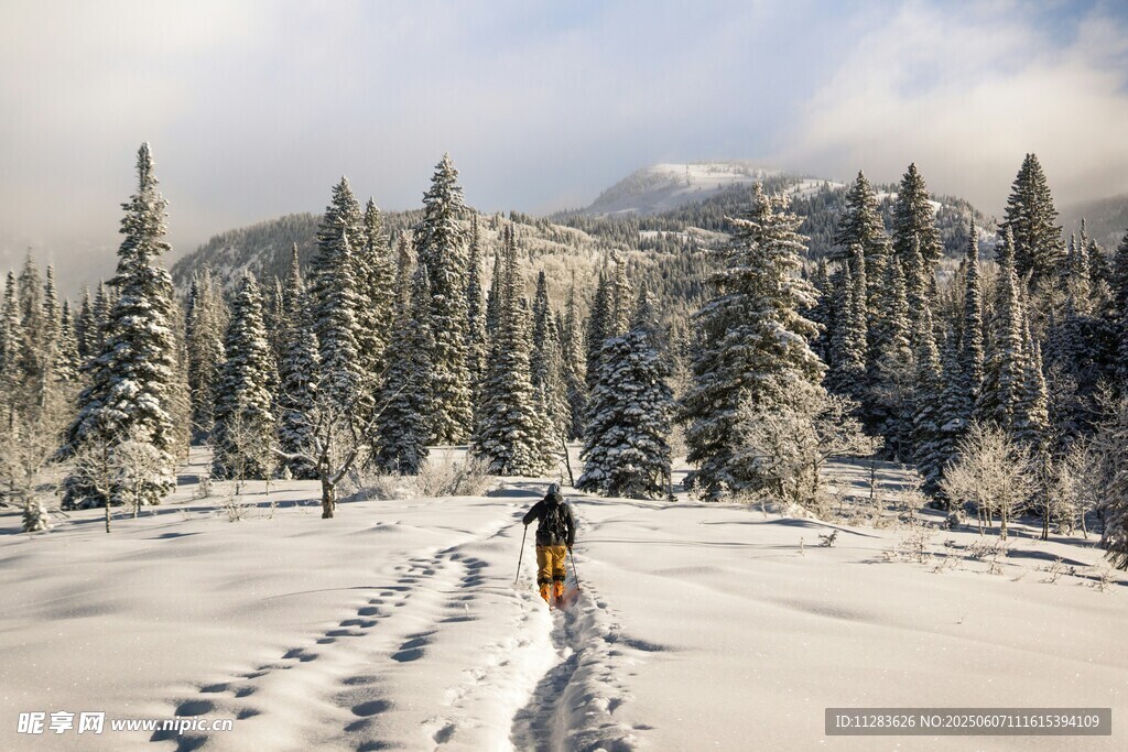 雪地徒步者穿行于松林间