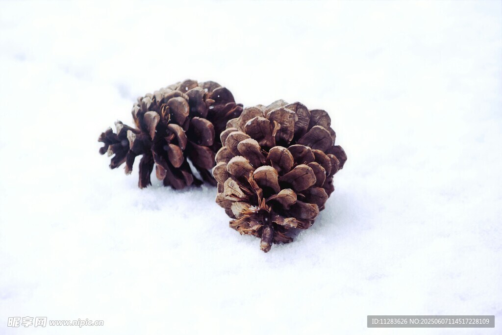 雪地上的两颗松果