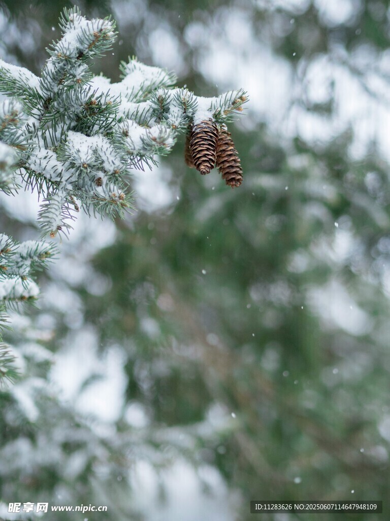 雪覆松枝上的小松果