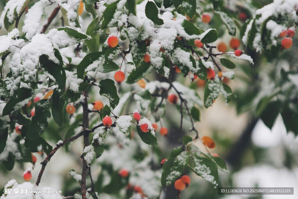 雪覆枝头果