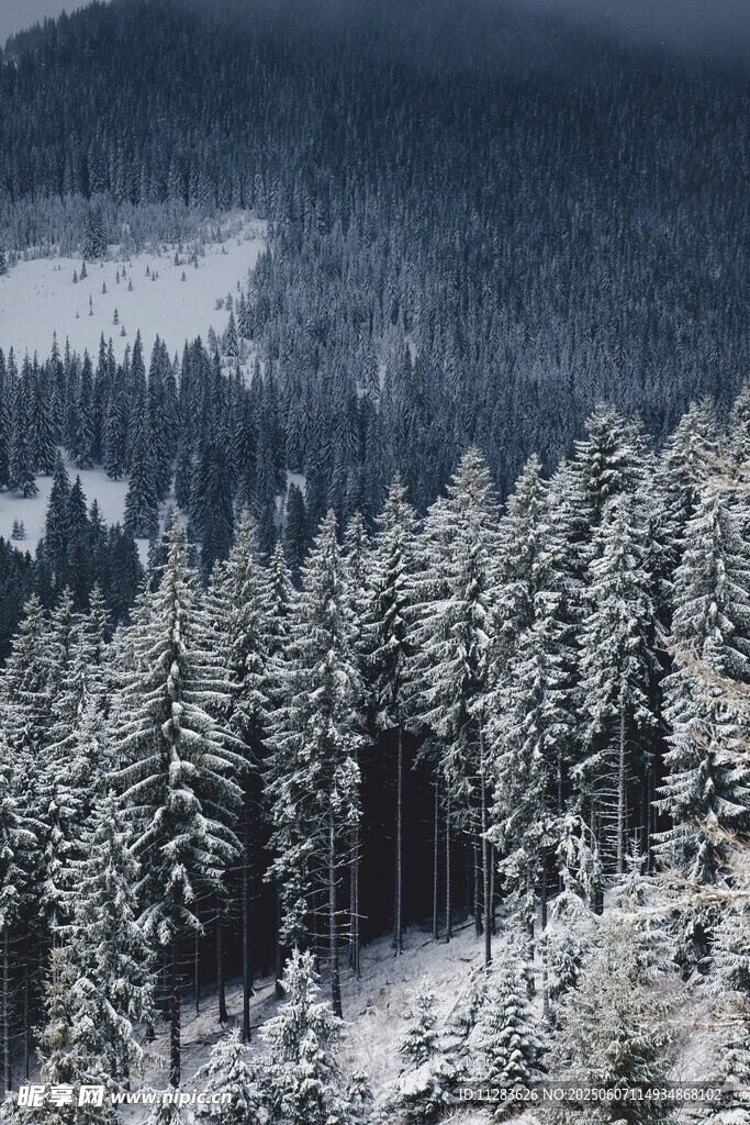 冬日雪覆森林美景