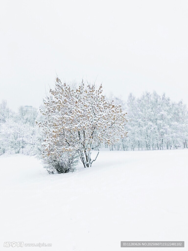 冬日雪景中的孤树
