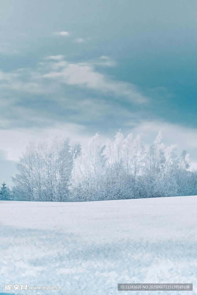 冬日雪景中的静谧树林