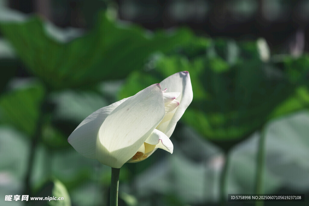 阳光下的白莲花