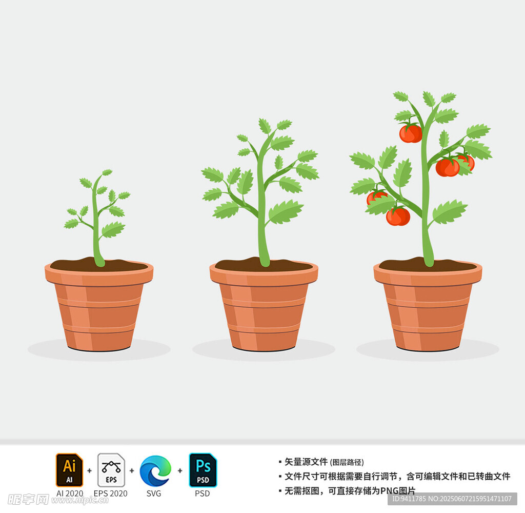 番茄植株的成长历程