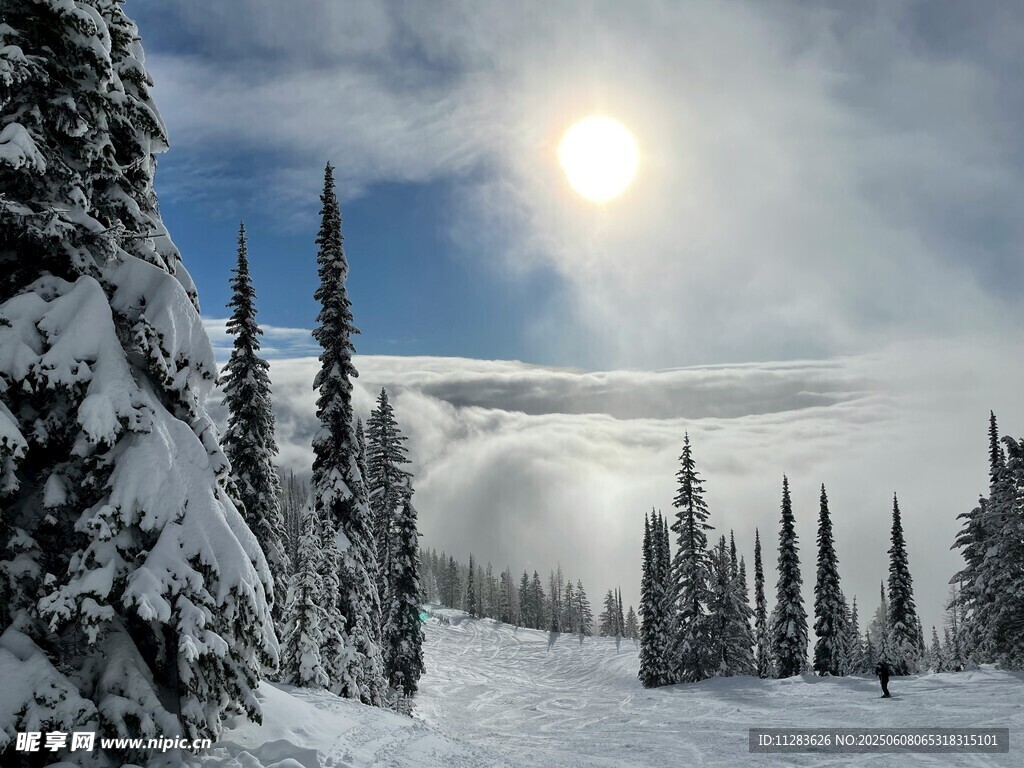 冬日雪林暖阳美景
