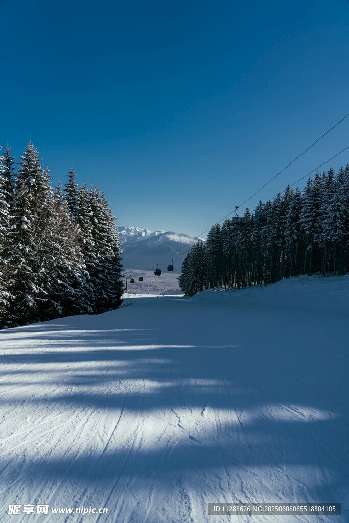 冬日雪林美景