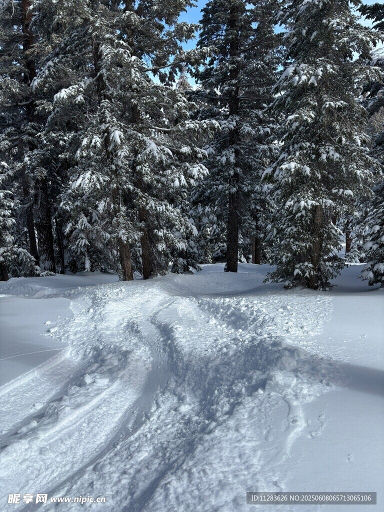雪林车辙路