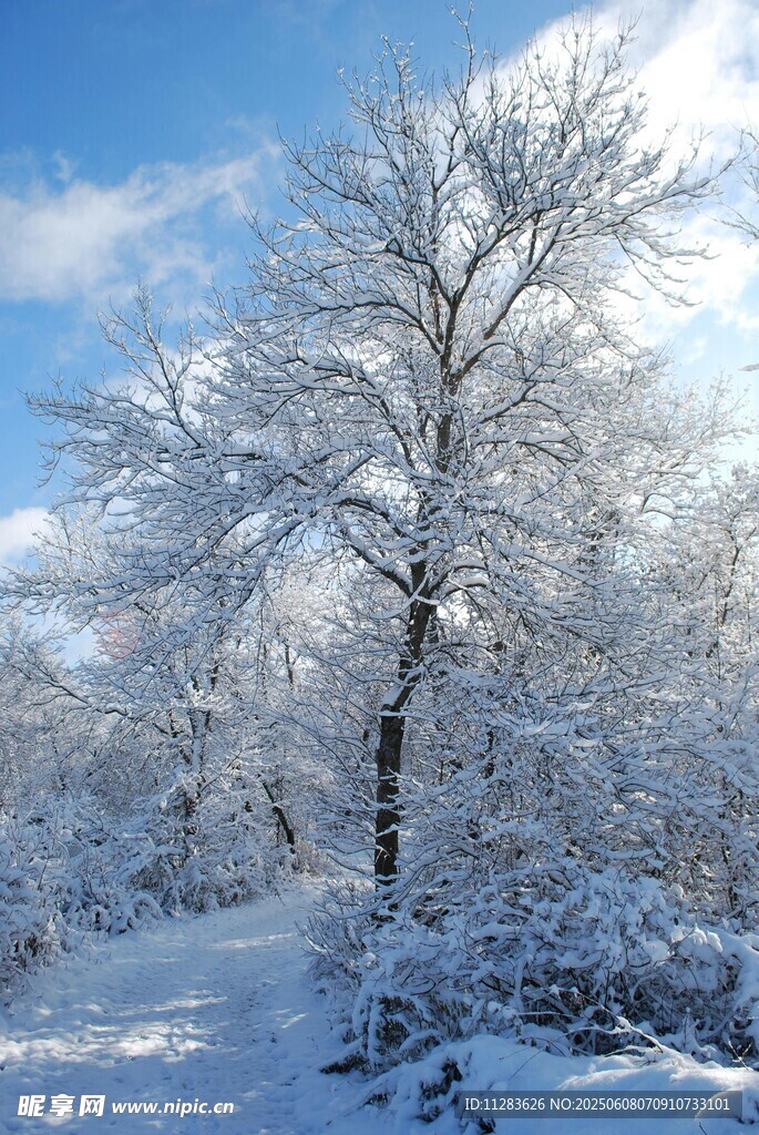 冬日雪景中的银白树木