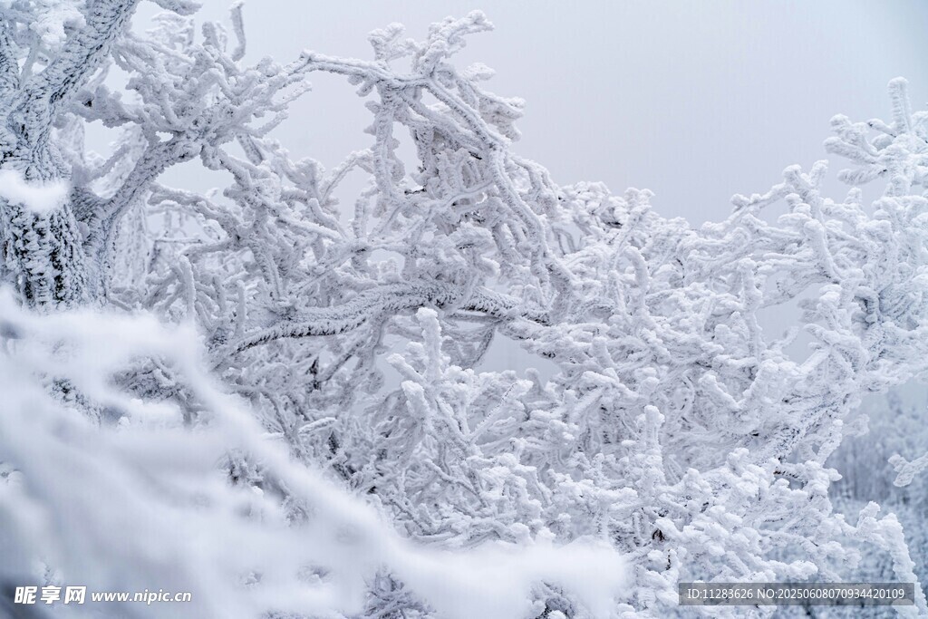 冬日雪景中银装素裹的树木