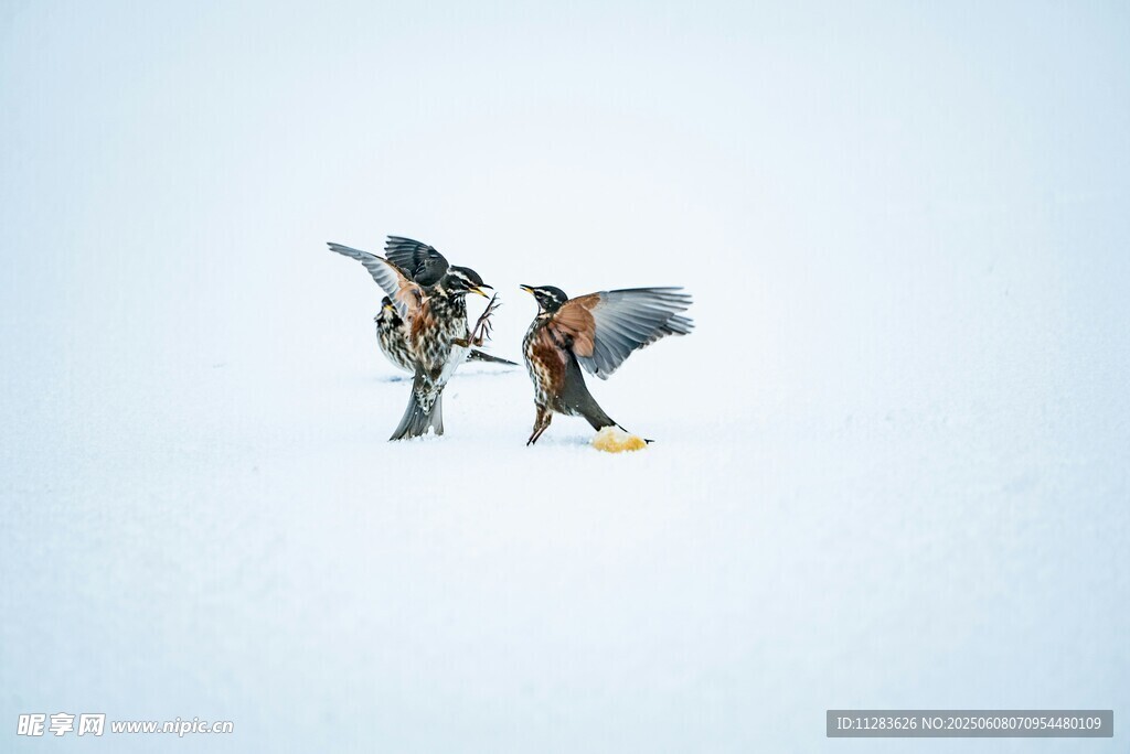 双鸟空中展翅飞翔