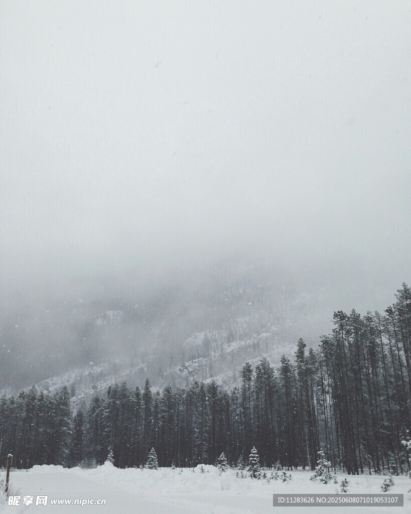 冬日雪景中的静谧树林