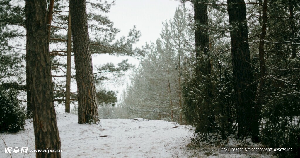 雪覆林间小道