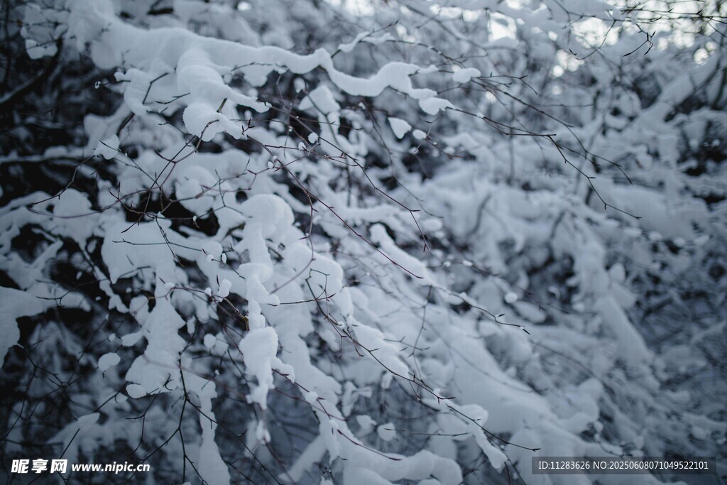 雪覆树枝的冬日美景