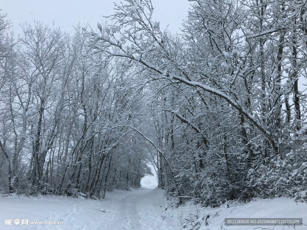 冬日雪覆林间小道
