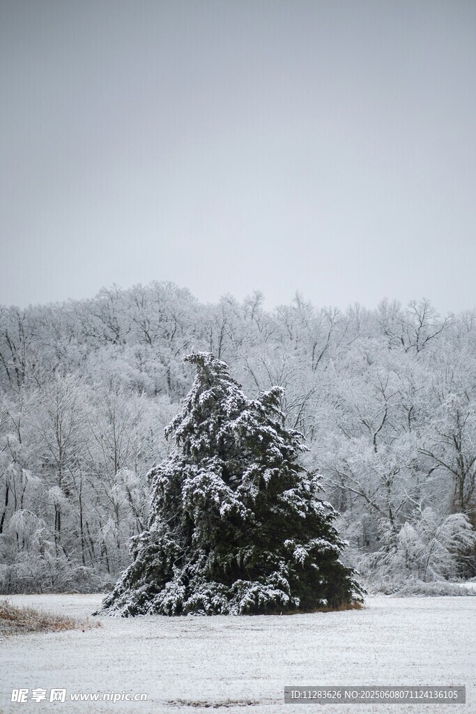 雪覆孤树 冬日静谧景致