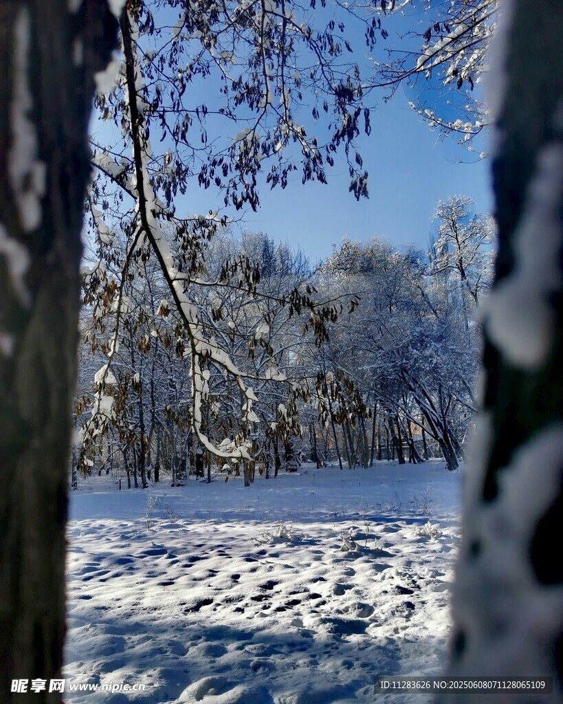 冬日雪林景致