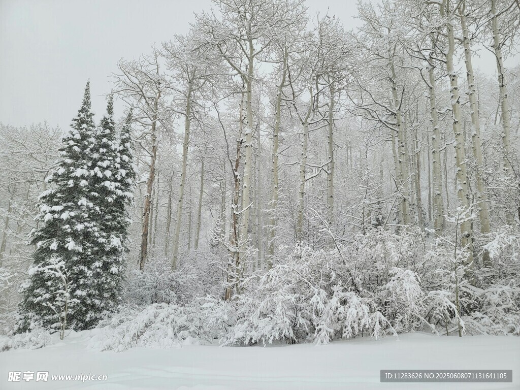 雪覆树林 孤松挺立