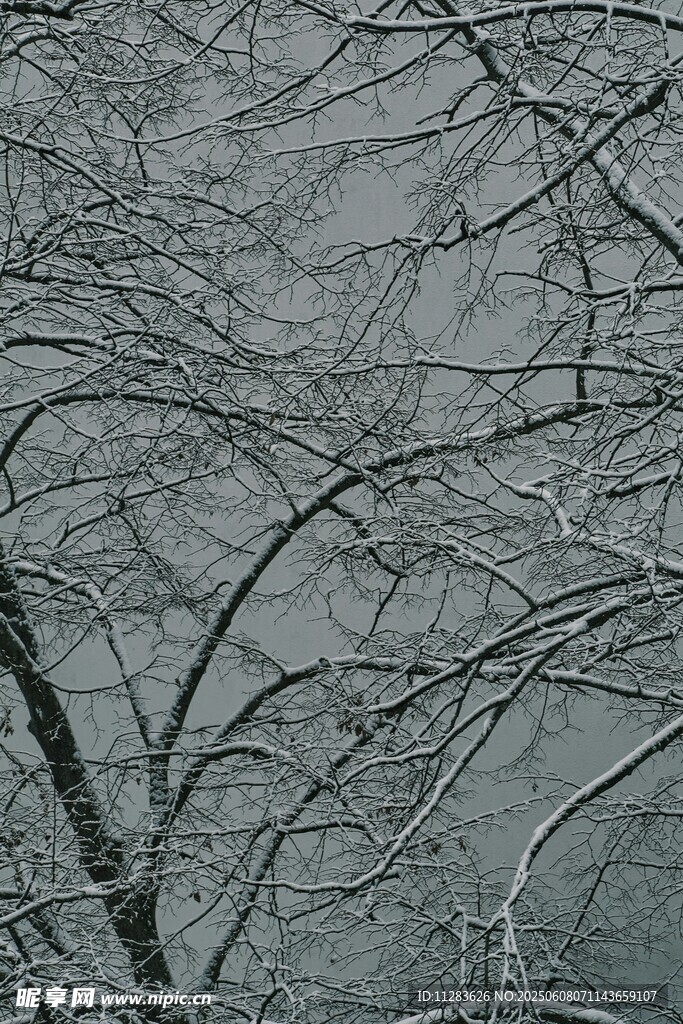 雪覆树枝的冬日景象