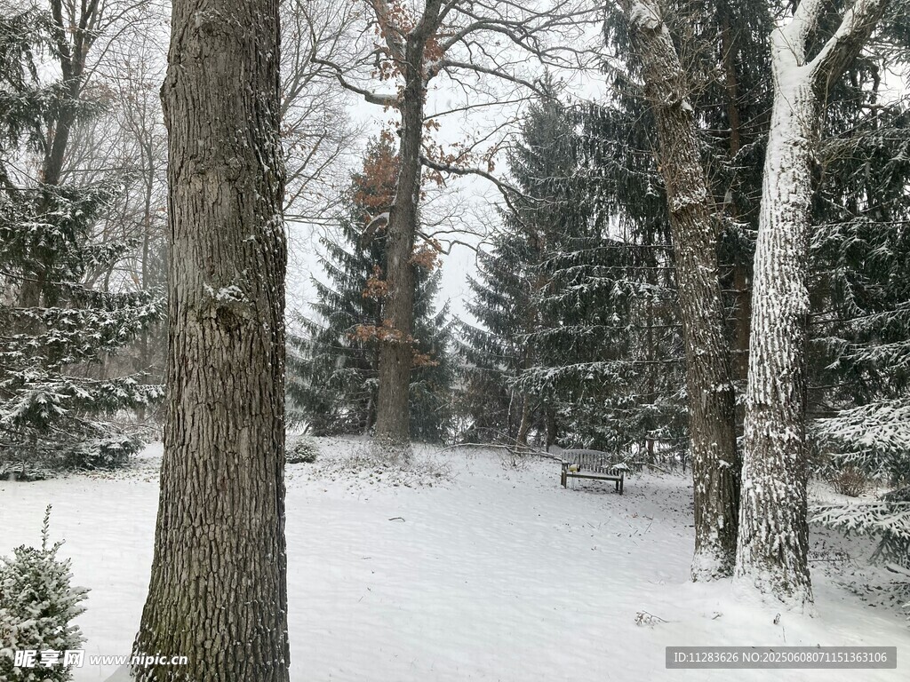 冬日雪覆树林静谧景象