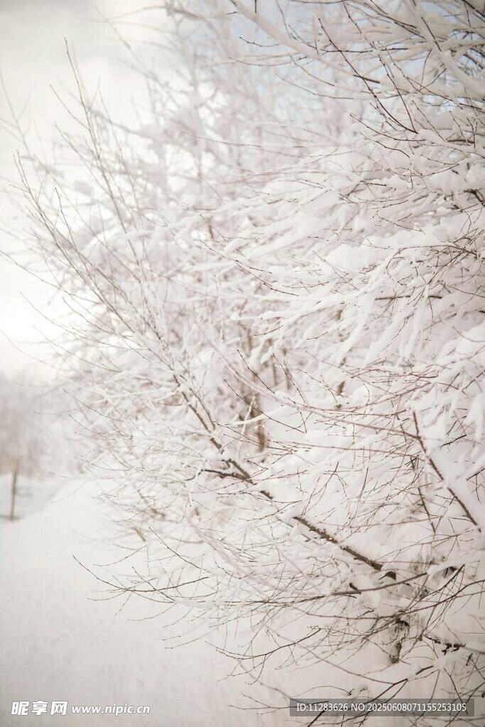 冬日雪景中银白的树枝