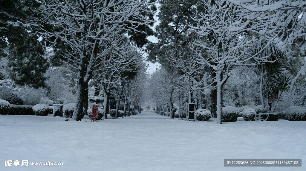 雪覆树林的冬日静谧景象